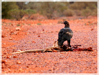 Outback Eagles