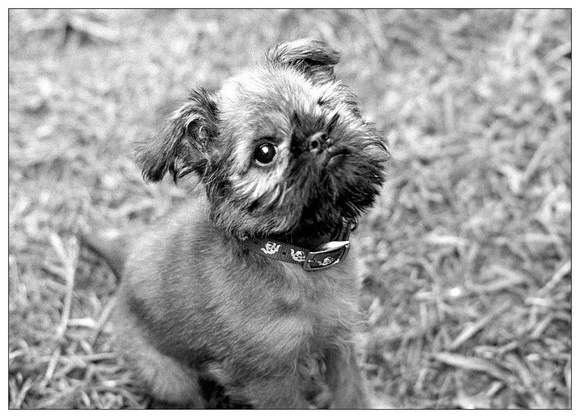 Oscar the Brussels Griffon dog