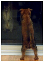 Oscar the Brussels Griffon dog